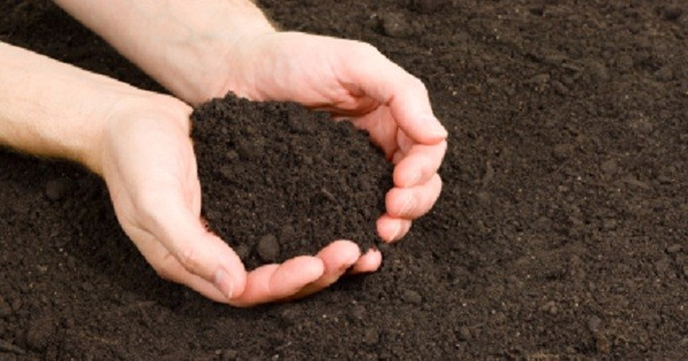 Đất đen là loại đất phổ biến ở ruộng, vườn