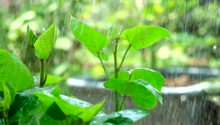 Tại sao cần chú ý khi trồng rau mùa mưa?