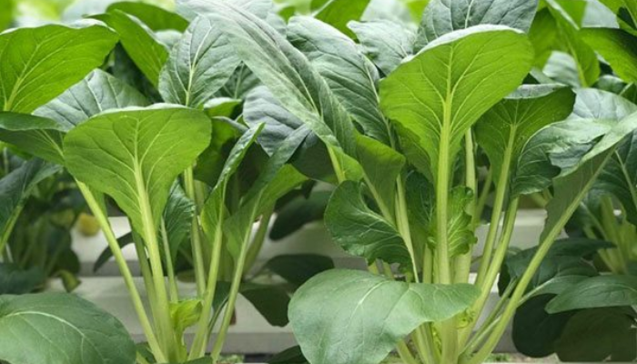 Kỹ thuật trồng và chăm sóc cây cải ngọt