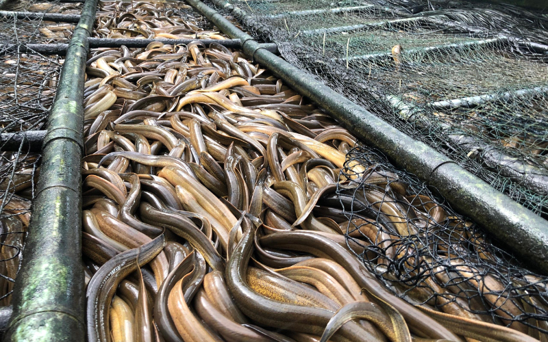 Đặc điểm môi trường sống của lươn
