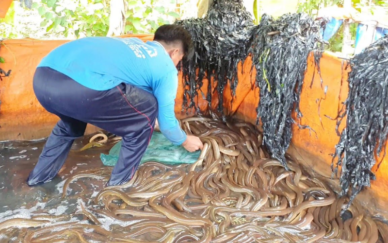 Cách thu hoạch và vận chuyển lươn nuôi