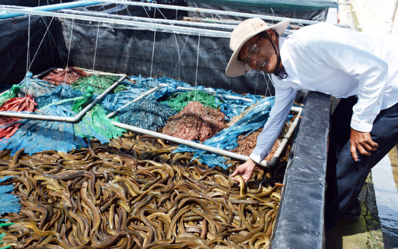 Những điều cần chuẩn bị khi nuôi lươn không bùn