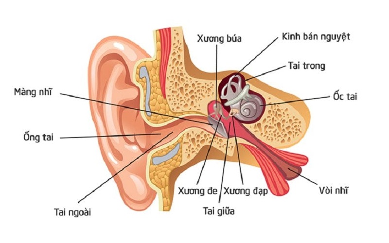 cấu tạo của tai người
