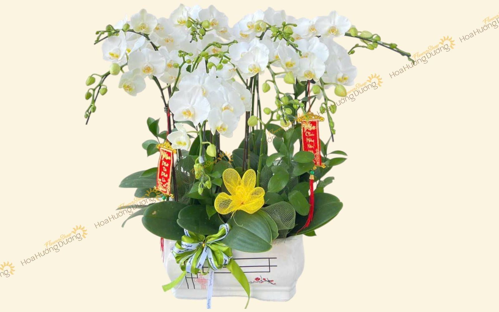 Hoa Lan Hồ Điệp chúc mừng