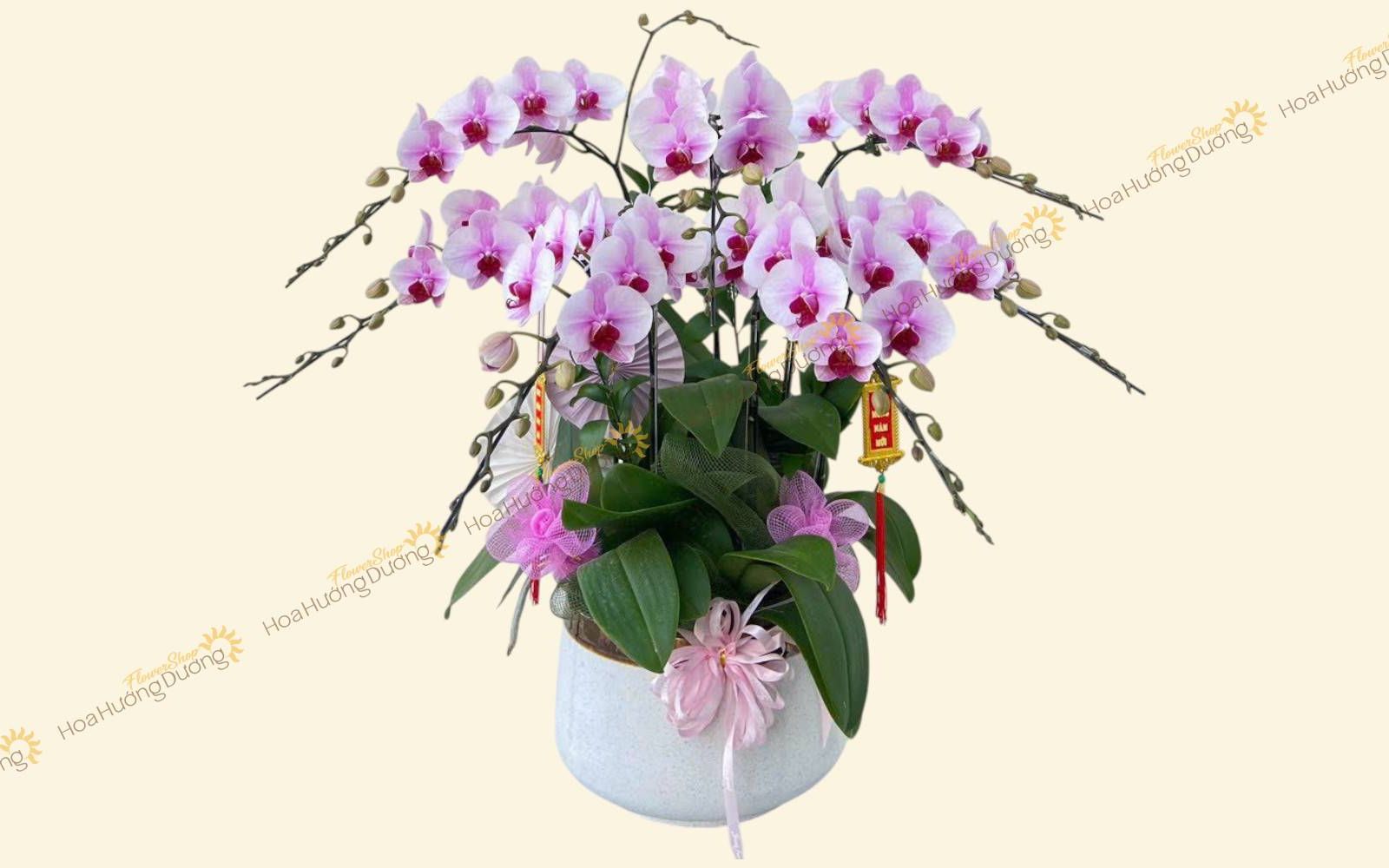 Chậu Lan Hồ Điệp tím