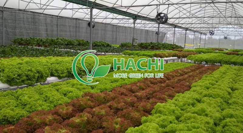 hachi nông nghiệp