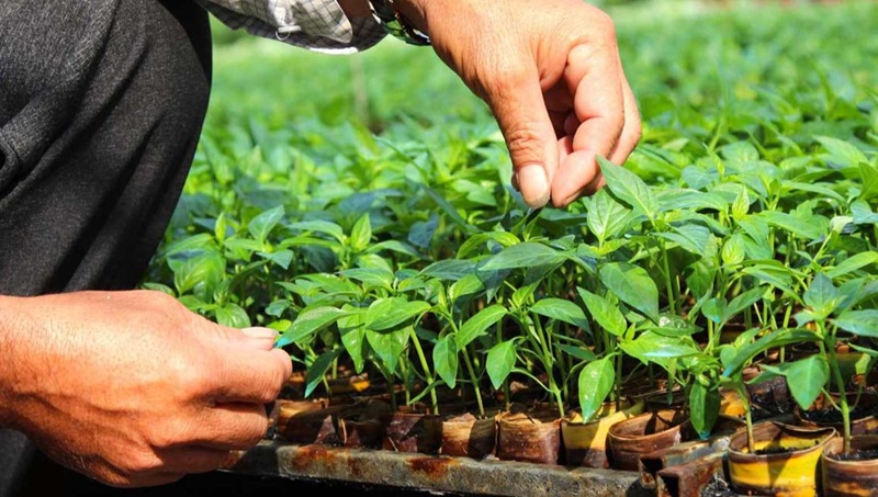 Thế Giới Cây và Hoa